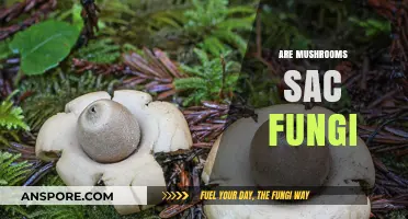 Mushrooms: Sac Fungi or Not?