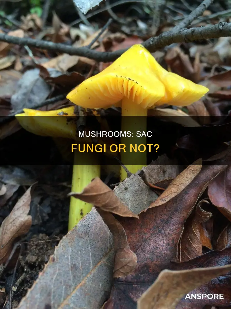 are mushrooms sac fungi
