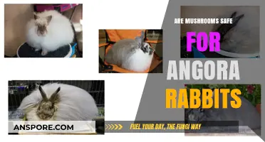 Mushroom Safety for Angora Rabbits: What You Need to Know