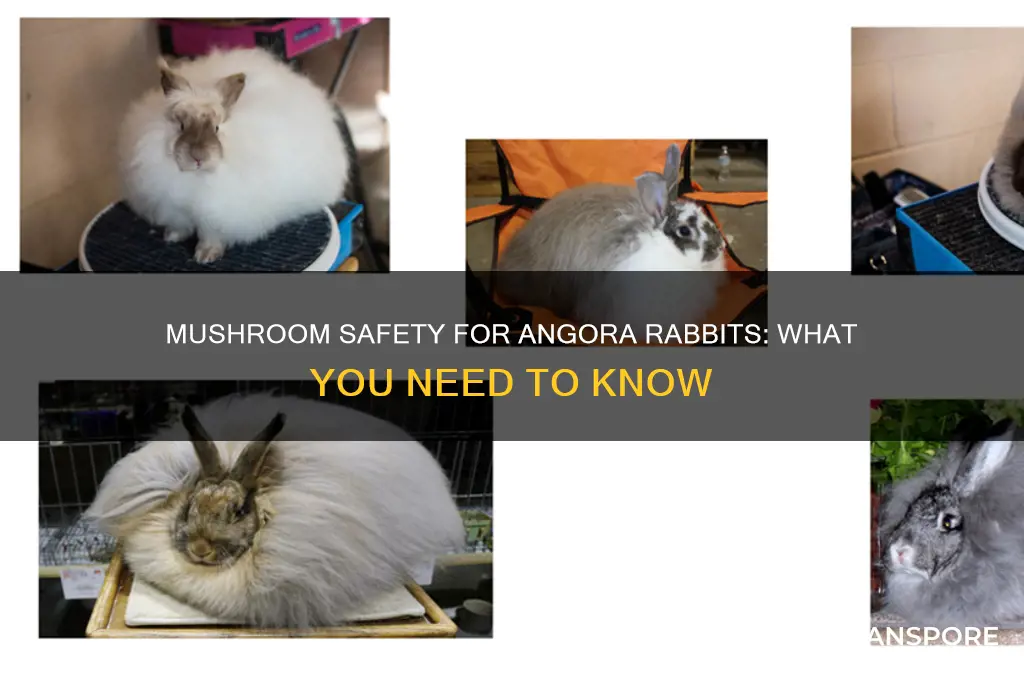are mushrooms safe for angora rabbits