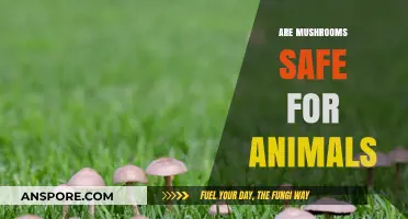 Mushroom Safety for Pets: What You Need to Know