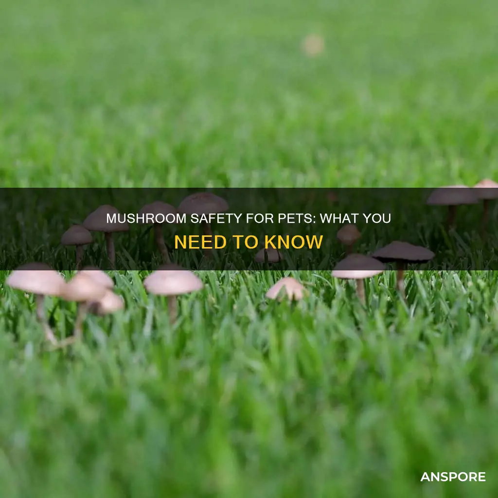 are mushrooms safe for animals