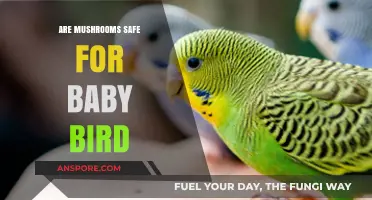 Mushrooms for Baby Birds: Safe or Not?
