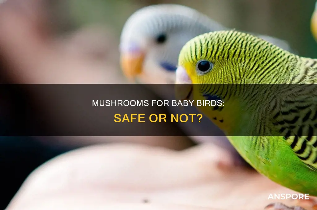 are mushrooms safe for baby bird
