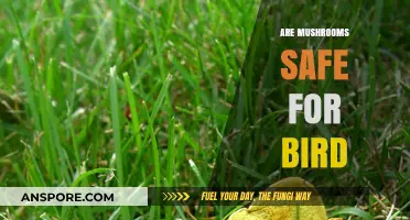 Mushroom Safety for Pet Birds: What You Need to Know