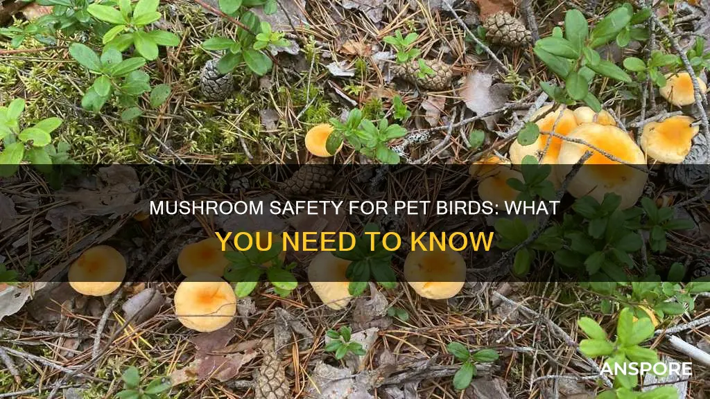 are mushrooms safe for bird