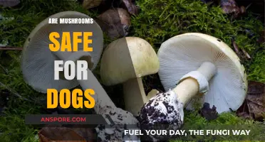 Mushrooms and Dogs: What You Need to Know