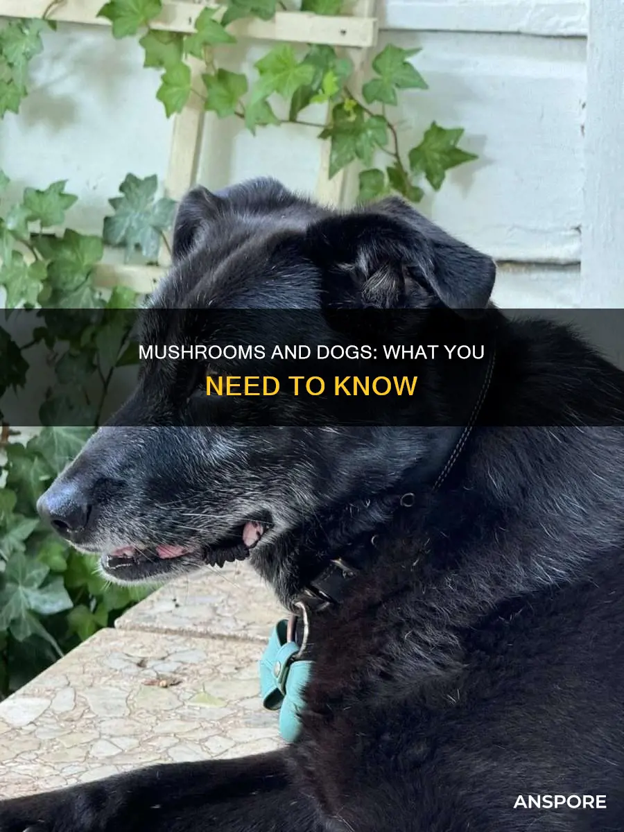 are mushrooms safe for dogs