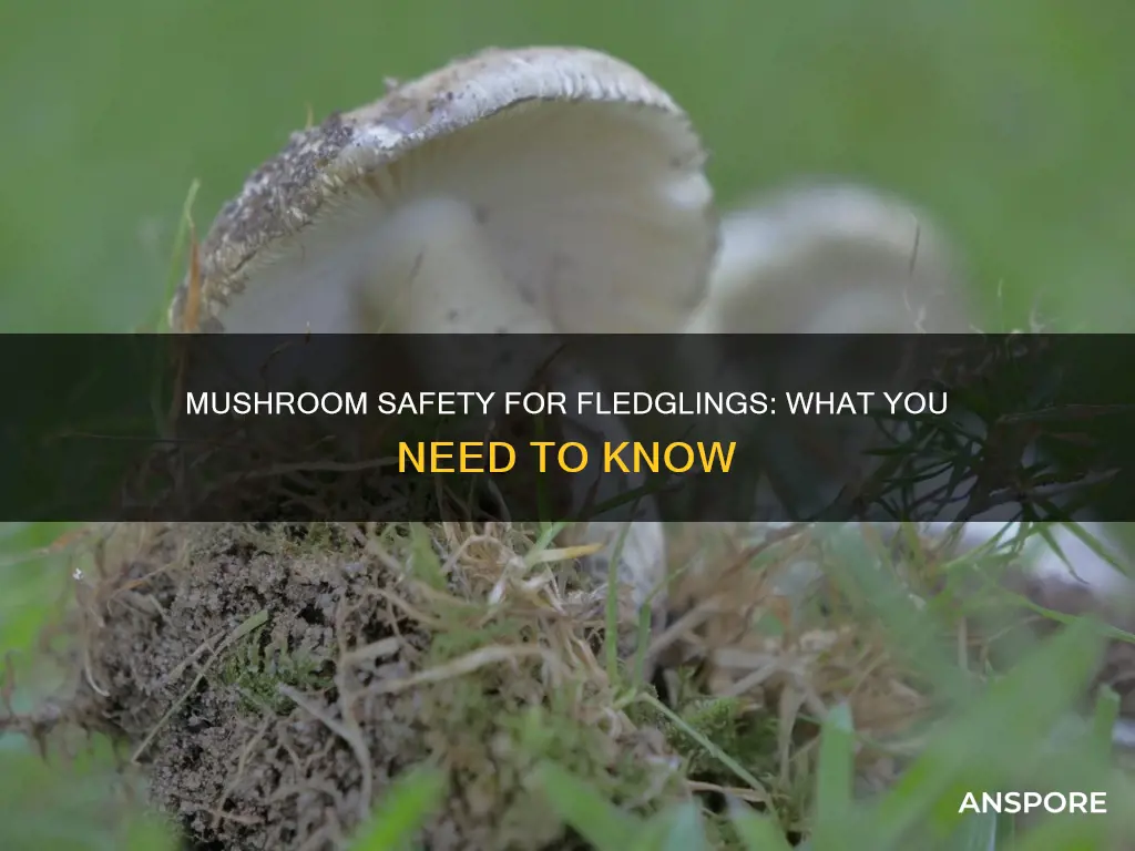 are mushrooms safe for fledglings