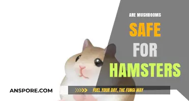Hamsters and Mushrooms: Safe Snack or Health Risk?