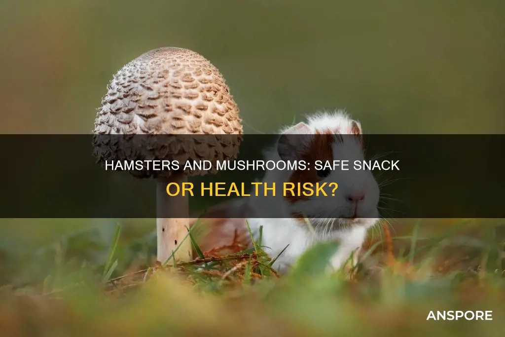 are mushrooms safe for hamsters