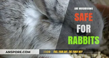 Mushroom Safety for Rabbits: What You Need to Know
