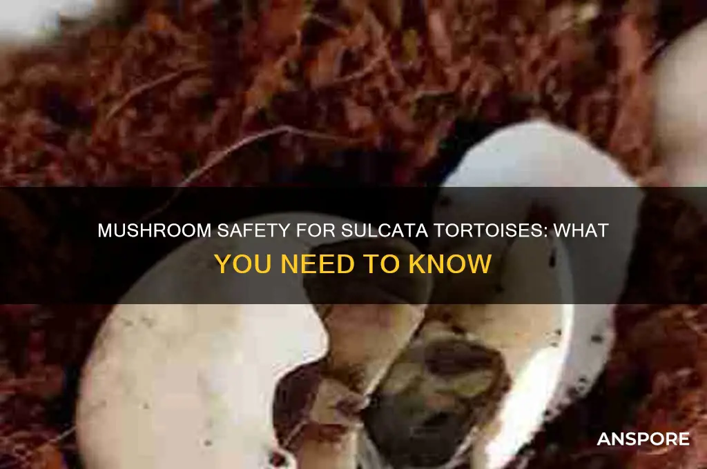 are mushrooms safe for sulcata tortoises