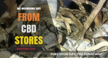 Are CBD Store Mushrooms Safe? A Comprehensive Guide