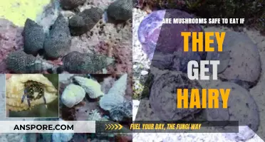 Hairy Mushrooms: Are They Safe to Eat or Toxic?