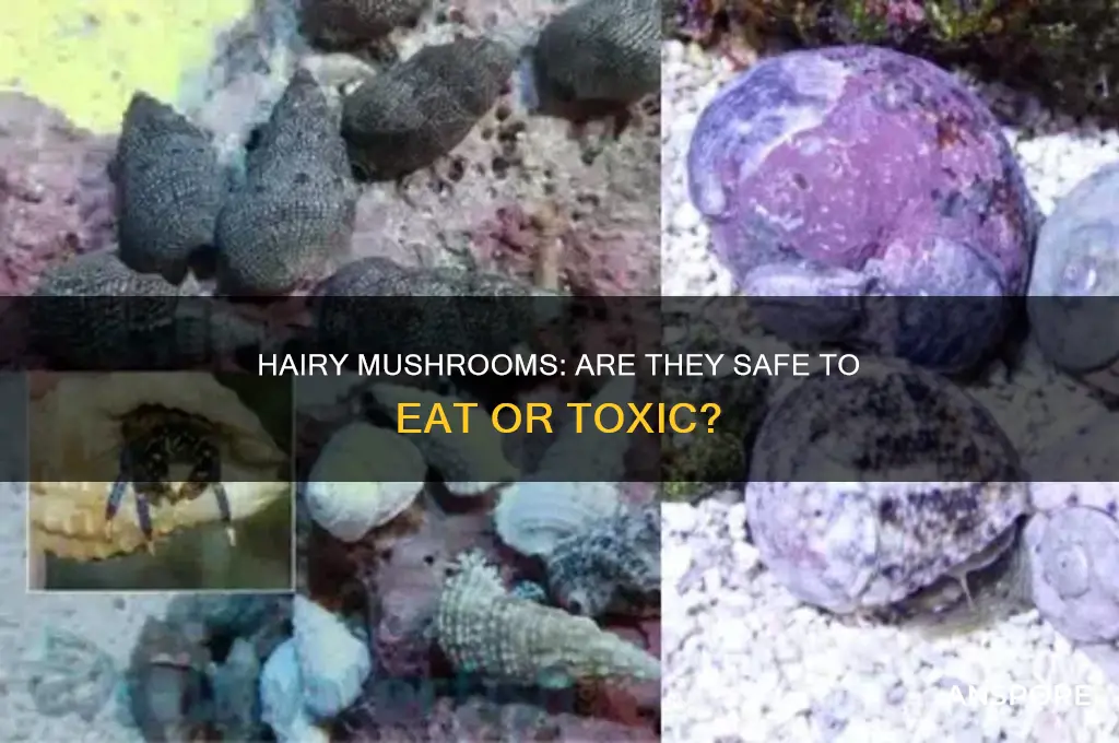 are mushrooms safe to eat if they get hairy