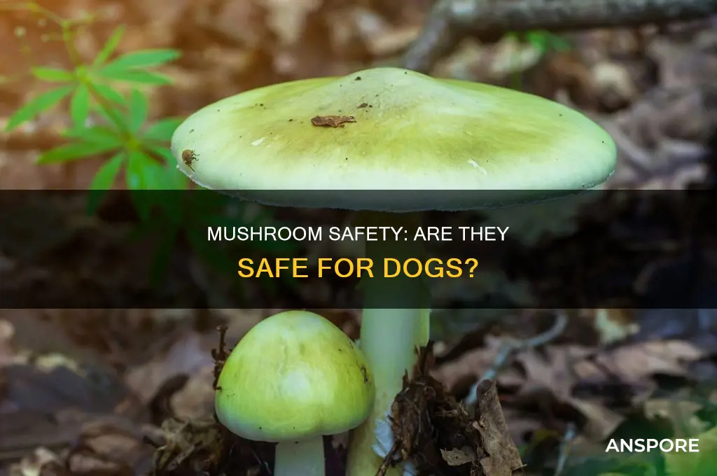 are mushrooms safe to feed to dog