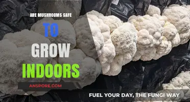 Growing Mushrooms Indoors: Safety Tips and Best Practices for Beginners