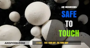 Mushroom Handling: Safe or Unsafe?