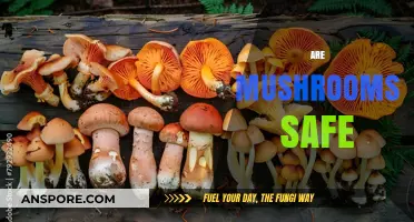 Mushrooms: Are They Safe to Eat?