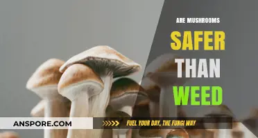 Mushrooms vs Weed: Safer Alternative?