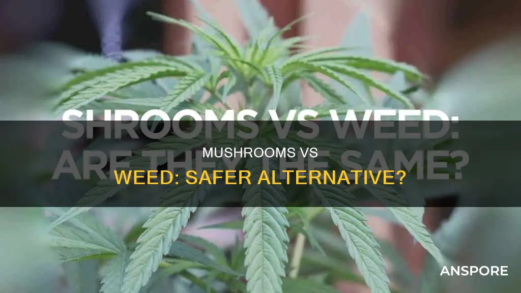 are mushrooms safer than weed