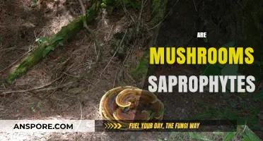 Mushrooms: Nature's Saprophytes and Their Benefits