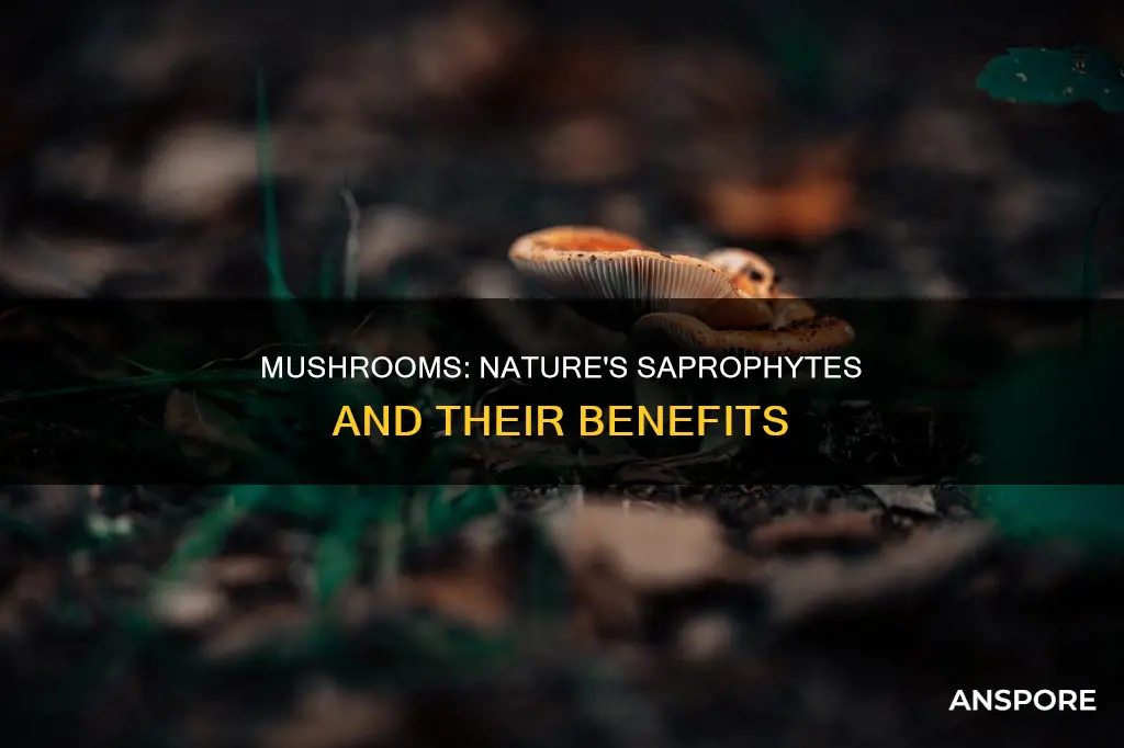 are mushrooms saprophytes