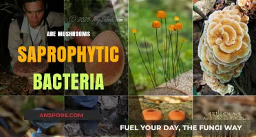 Mushrooms: Saprophytes or Bacteria?