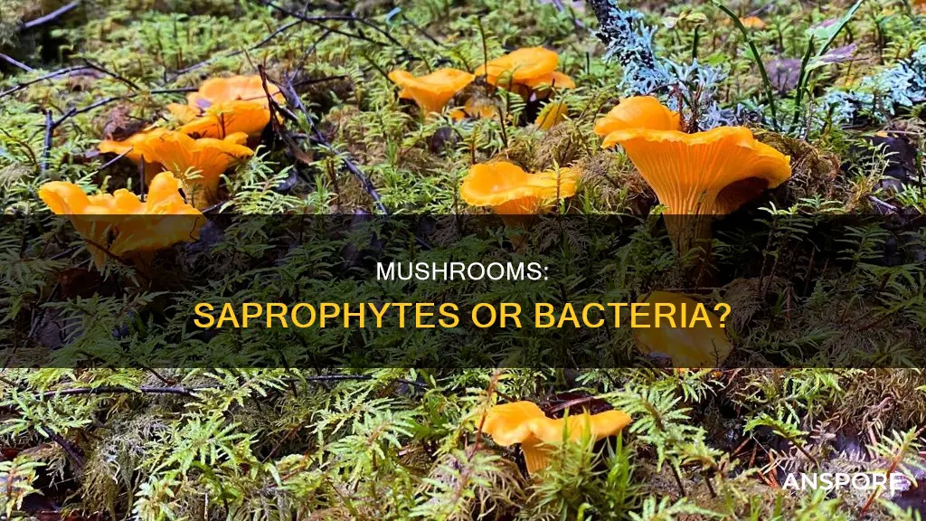 are mushrooms saprophytic bacteria
