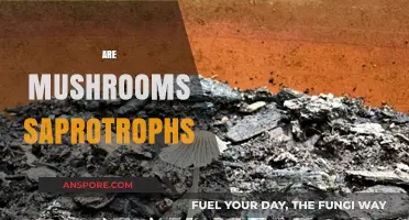 Mushrooms: Nature's Saprotrophs and Their Unique Role