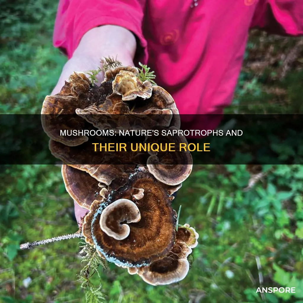 are mushrooms saprotrophs