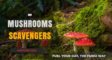 Mushrooms: Nature's Scavengers or Something Else?