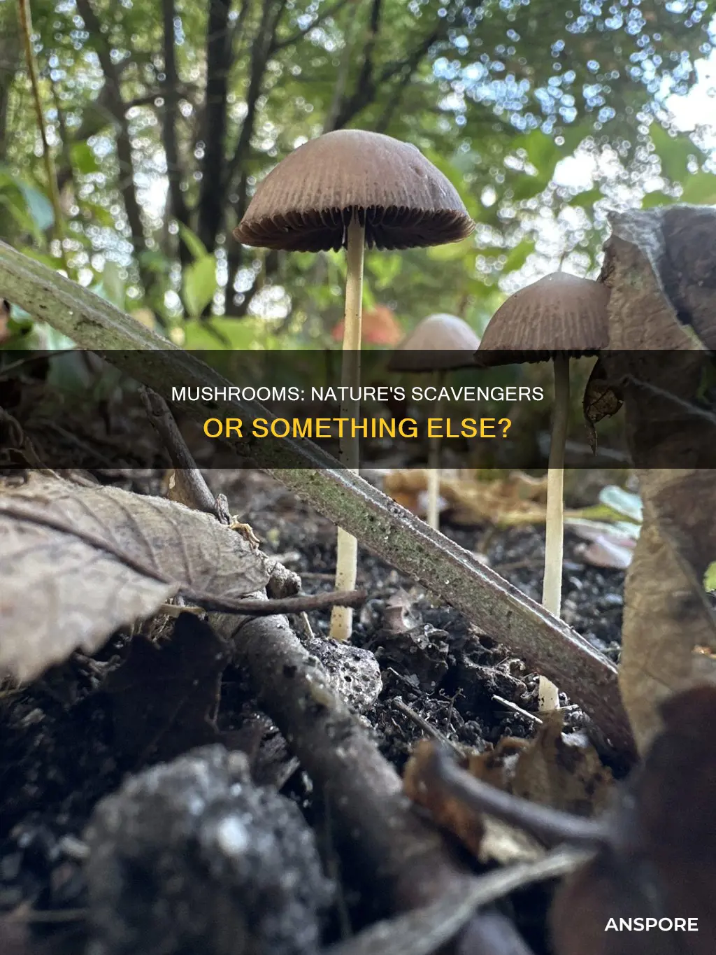 are mushrooms scavengers