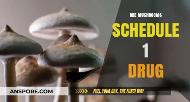 Mushrooms: Schedule 1 Drug or Not?