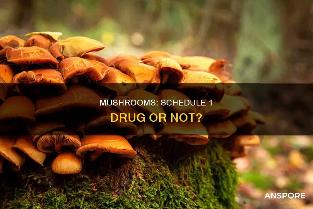 are mushrooms schedule 1 drug
