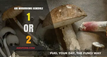 Understanding the Legal Status of Mushrooms