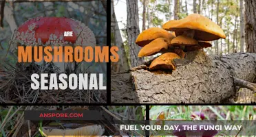 Mushroom Seasonality: When to Find Fresh Fungi