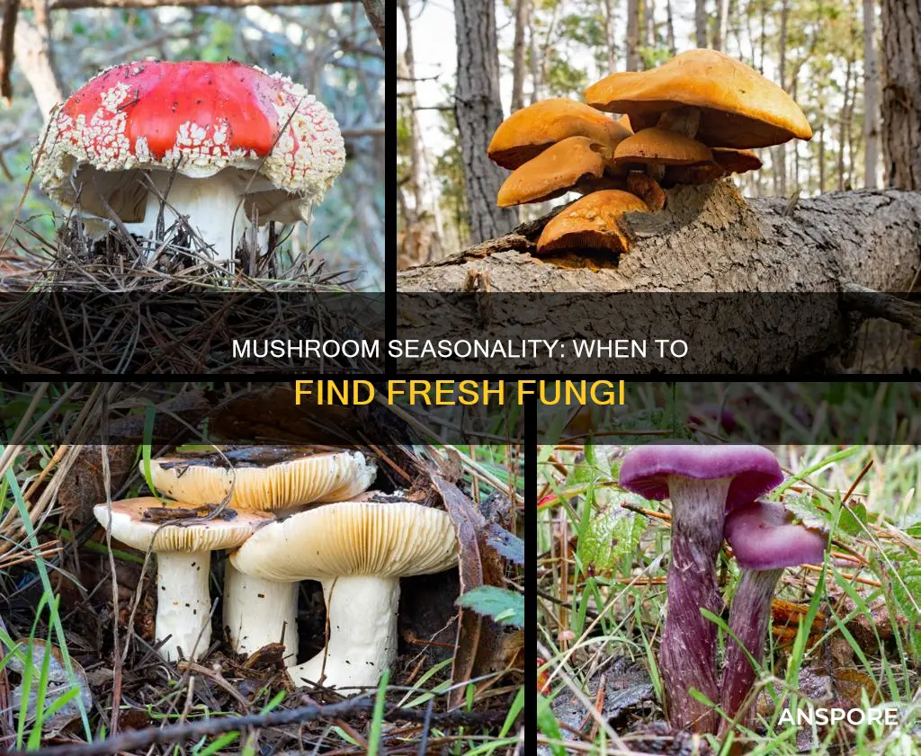 are mushrooms seasonal