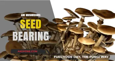 Mushrooms: Seeds or Spores?