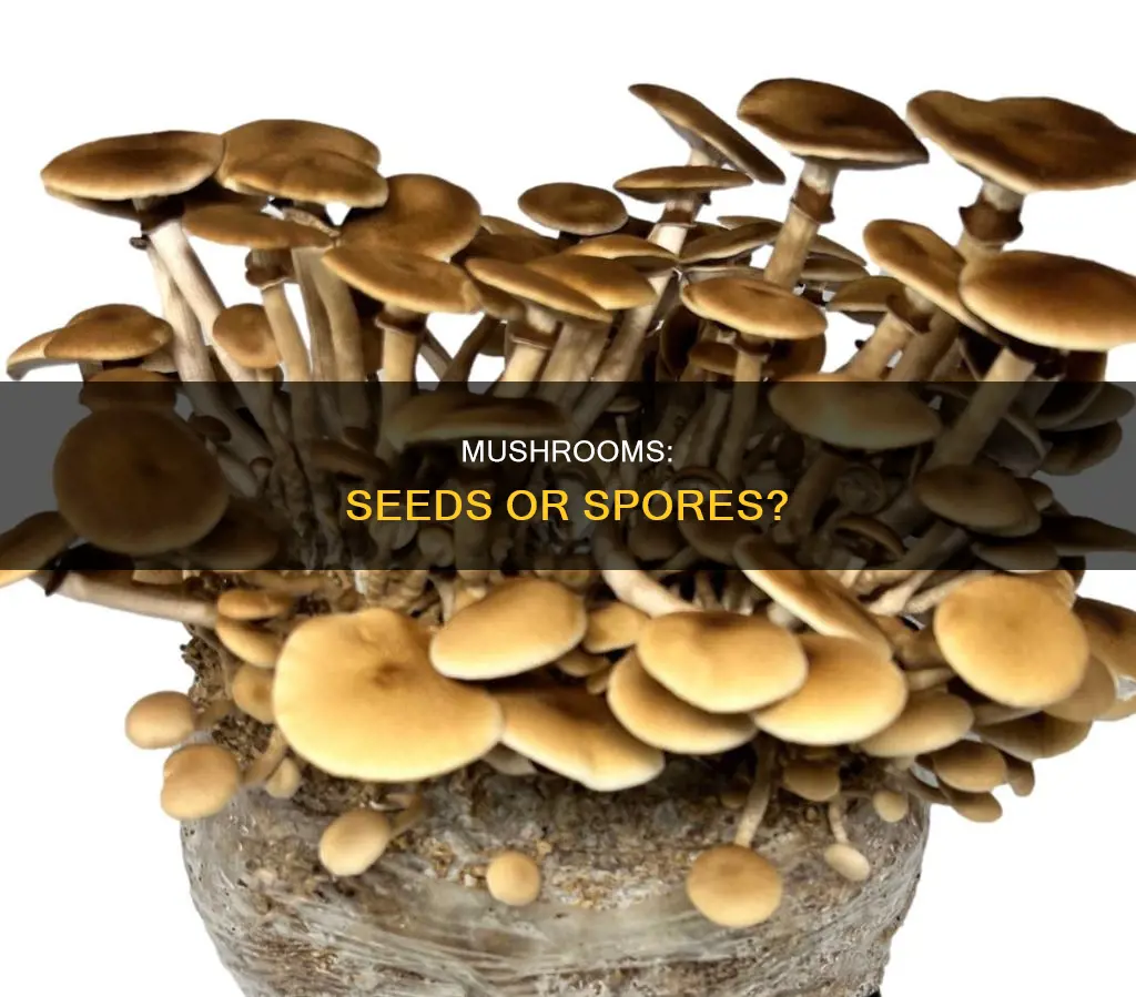 are mushrooms seed bearing