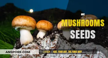 Mushroom Seeds: Myth or Reality?