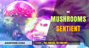 Mushrooms: Sentient Beings or Just Fungi?