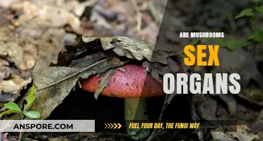 Mushrooms: Nature's Sex Organs?