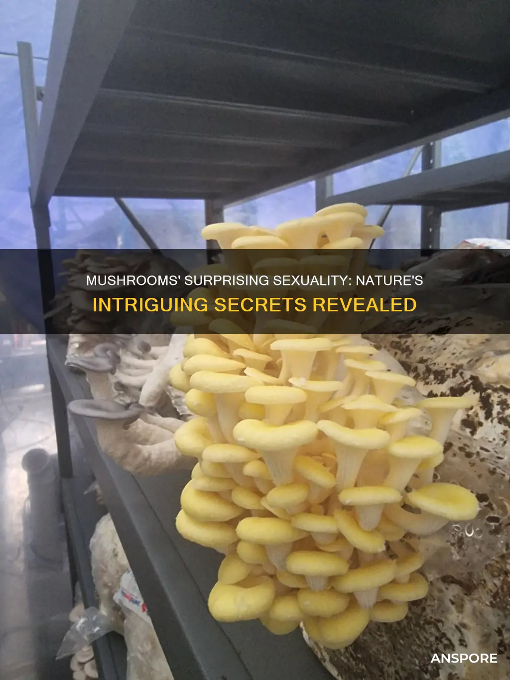 are mushrooms sexual or asexual