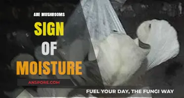 Mushrooms: A Sign of Excess Moisture in Your Lawn