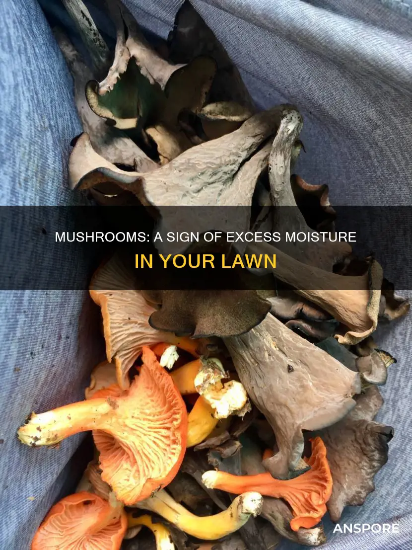 are mushrooms sign of moisture