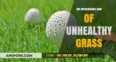 Mushrooms: Healthy Lawn or Unhealthy?