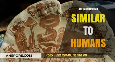 Mushrooms: Human-like Beings or Not?