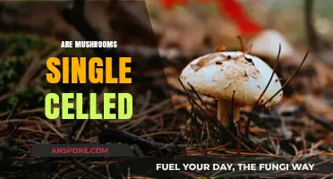 The Intriguing World of Mushrooms: Single-Celled or Not?